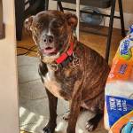 Photo of Hayden, Vader & Driver