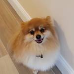 Photo of Tank & Dyno