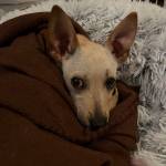 Photo of Rosie / Sophie