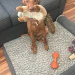 Photo of Chase & Willow