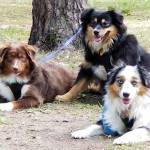 Photo of Bailey, Blu & Carmel