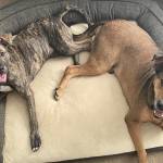 Photo of Pepper & Big Boy