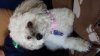 Photo of Princess