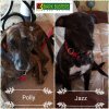 Photo of Polly and Jazz