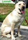 Photo of Loonah