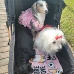 Photo of Sabryna, Star & Daysie