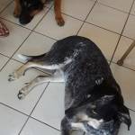 Photo of Bear and Sadie