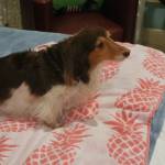 Photo of Gizmo, Goldie, Sophie & Bella