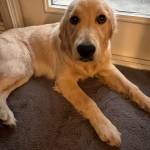 Photo of Georgia / Stitch