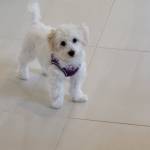 Photo of Teddy & Beaal