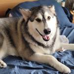 Photo of Shea & Hercules