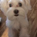 Photo of Bella Benton.