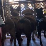 Photo of Daphe, Scooby & Scarappy