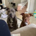 Photo of Baloo & Maple