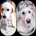 Photo of Bentley & Ty