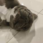 Photo of Hendrix & Bo