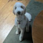 Photo of Titan and Percy