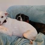 Photo of Roca, OG, Spencer, Naia & Lily