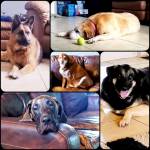 Photo of Daisy, Roman, Loki, Thor & Aries