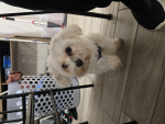 Photo of Louie