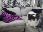 Photo of Bandit & Arya