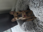 Photo of Dante