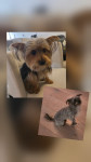Photo of Maverick & Rocky