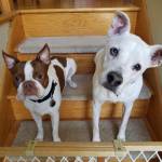 Photo of Gizmo & Lyric