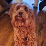 Photo of Maya & Benjamin