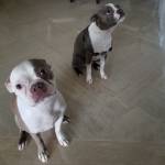 Photo of Bobsee & Binky