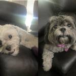 Photo of Bonnie & Clyde