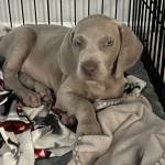 Photo of Dusty / Luna