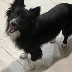 Photo of Bailey / Koko