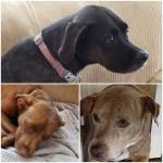 Photo of Abby,Luna & Dixie