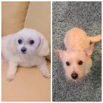 Photo of Rosie and Bella