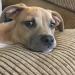 Photo of Teddy Lilly and Buddy