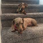 Photo of Penelopie/Massie