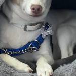 Photo of Juniper / Teddy