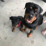 Photo of Aadiya / Diesel