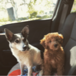 Photo of Goonie Metro