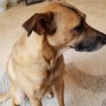 Photo of Indiana Jones