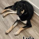 Photo of Lyla