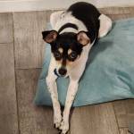 Photo of Roxy & Blue