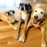 Photo of Moxxie, Ladybug, Big Boy