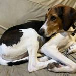 Photo of Doc, Tilly and Mauo