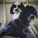 Photo of Frankie & Cookie