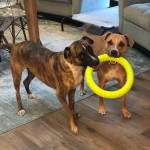 Photo of Dexter and Griffin