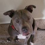 Photo of Mia & Dozer