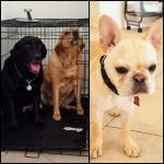 Photo of Mufasa, Macy, Ceelo & Willie