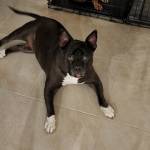 Photo of Tank, Diamond & Penny